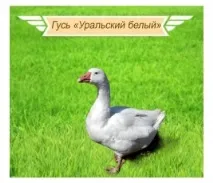 Живий птах - СПК - Птахофабрика Гайська живий
