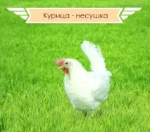 Живий птах - СПК - Птахофабрика Гайська птах