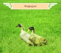 Живий птах - СПК - Птахофабрика Гайська живий