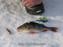 Зимовий вудильник (вудочка) лову