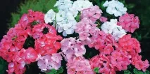 5 кольорів від комарів – квіти, які відлякують комарів кольорів