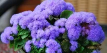 5 кольорів від комарів – квіти, які відлякують комарів комарів