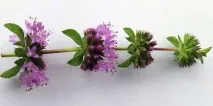 5 кольорів від комарів – квіти, які відлякують комарів квіти