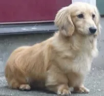 неизвестни кучета