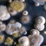 ноември през ноември