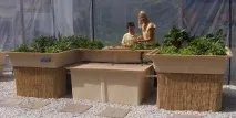 риба аквапоника