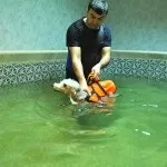 Басейн для собак, Світ собак басейні