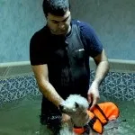 Басейн для собак, Світ собак басейн