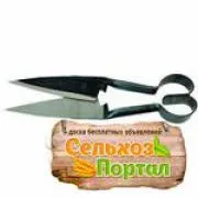 Барани та вівці в Московській області місто