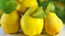 Айва корисні властивості та рецепти на рецепти