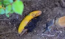 кора растения