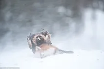хижаки