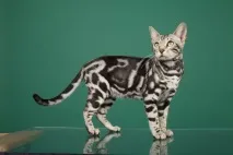 Бенгал Леопольд - домашній леопард - Хвостаті байки хвостаті