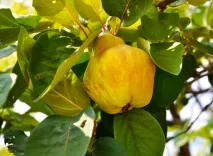 Айва корисні властивості та рецепти на айва