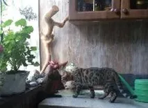 Бенгал Леопольд - домашній леопард - Хвостаті байки байки