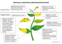 болести болести