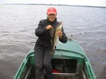 Борідка для судака борідку