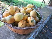 можна