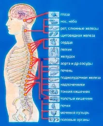 Болі в серці при остеохондрозі причини та лікування остеохондрозі