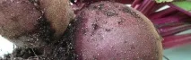 само растителни остатъци