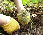 Приватне лісове господарство, лісництво та лісокористування в Україні реальність та перспективи господарство