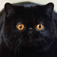 черен котки