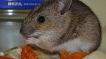 бъдете изключително внимателни мишките