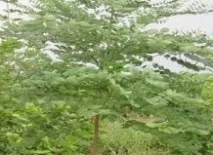 Бундук (Gymnocladus) - опис виду, фотографії, догляд, зміст, пересадка, шкідники, gymnocladus