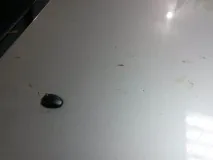 Чим відмити з машини тополині бруньки в домашніх умовах чим відмити сліди тополиних бруньок з машини відмити