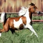 piebald цветове