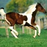 цветове piebald