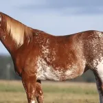 piebald цветове