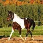 piebald конете