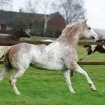 конете piebald