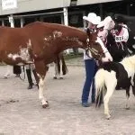 piebald конете