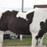 конете piebald