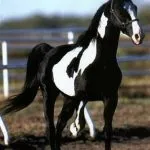 piebald цветове