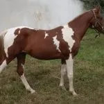 конете конете