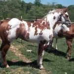 конете piebald