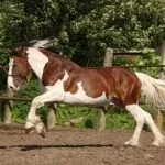 piebald конете