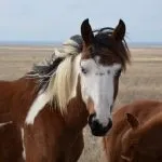 цветове цветове