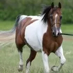конете piebald