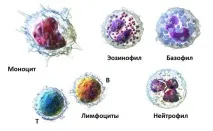 Що означають підвищені чи знижені нейтрофіли у дитини дитини