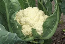Цвітна капуста корисні та шкідливі властивості продукту капуста