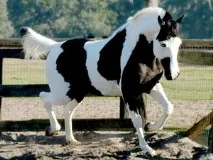piebald piebald