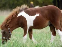 piebald piebald