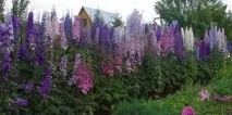 отглеждаме веднага след