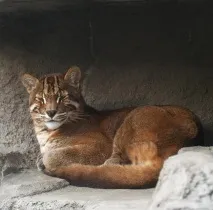 золотий