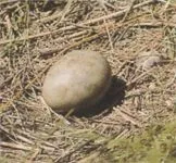 Дрофа (птах) Дрофа