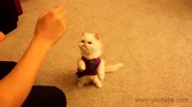 обучение обучение